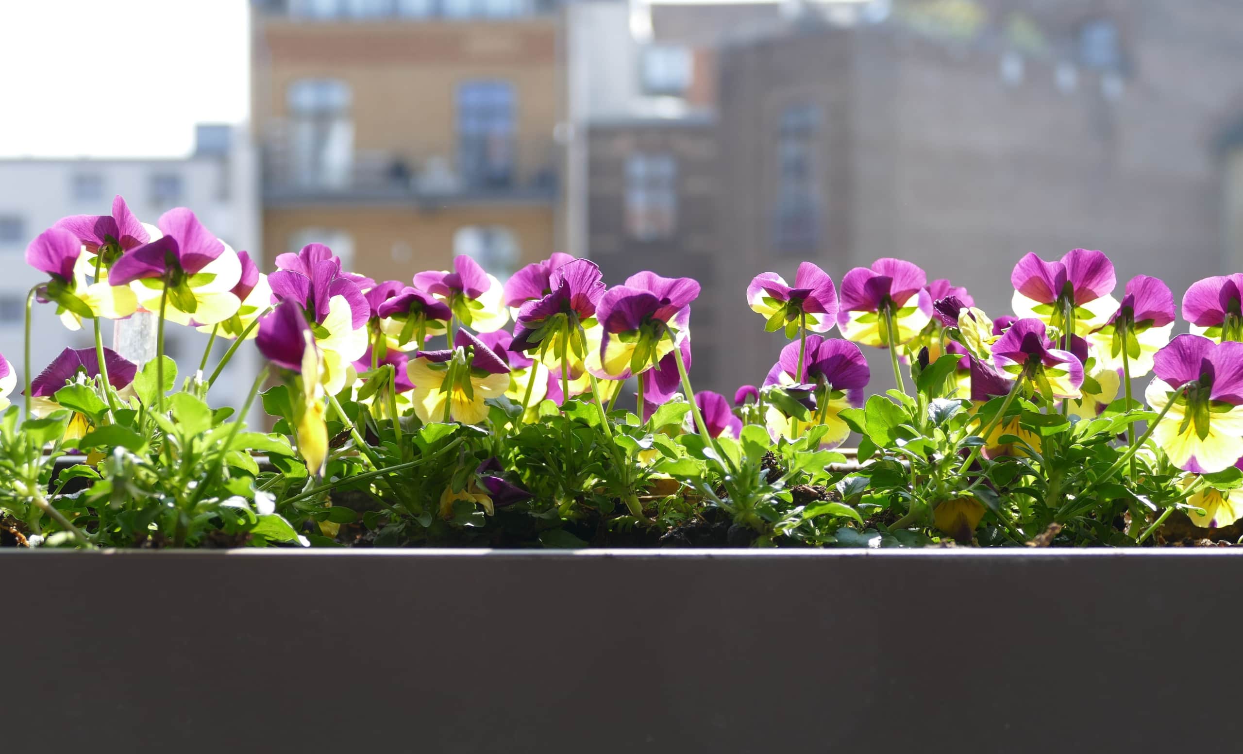 sustainable planting on balcony